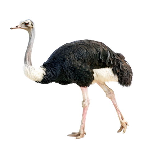 Ostrich png black and white - Photo #1072 - pngdesigner