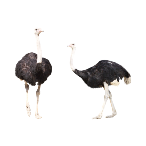 Ostrich png background download