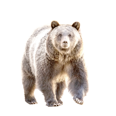 Bear png