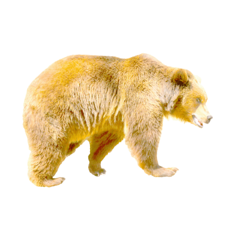 Bear PNG free