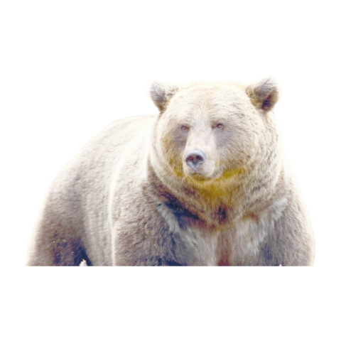 Bear png images