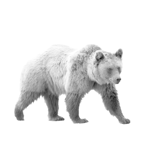 Bear png image free download