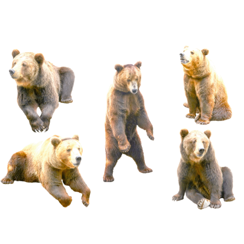 Bear png hd