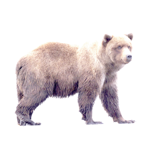 Bear png image