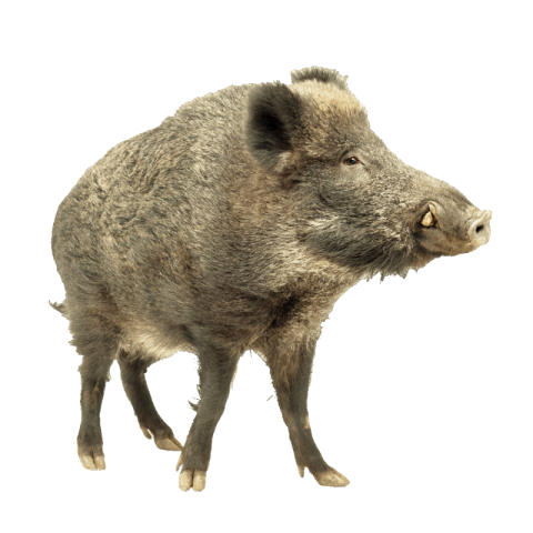 Transparent boar png