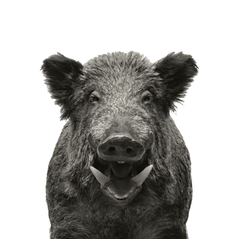 Boar png background
