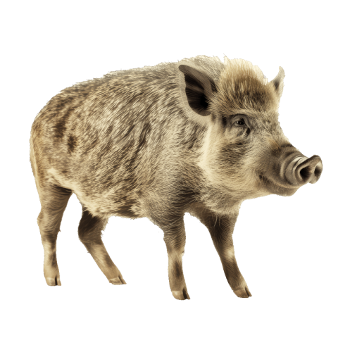Boar png free download