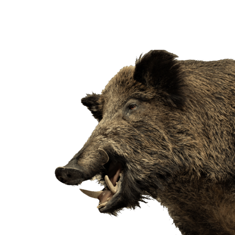 Boar png transparent image