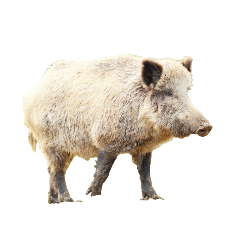 Boar png images
