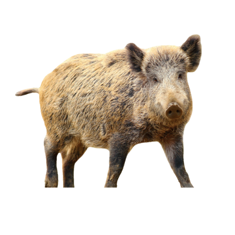 Boar png transparent free download