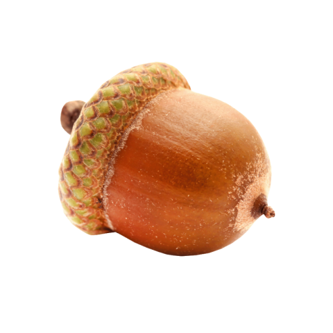 Acorn png background