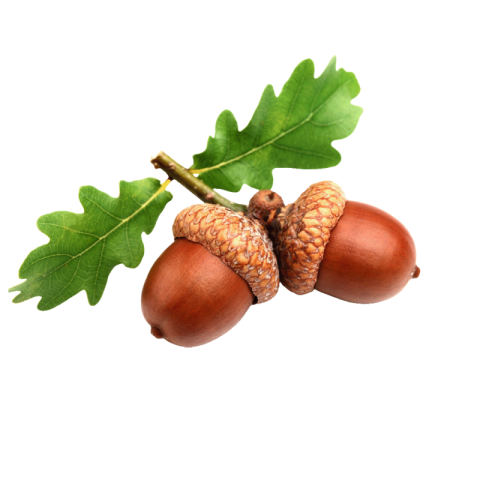 Acorn png download