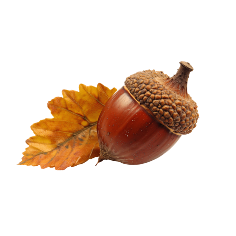 Acorn png free download