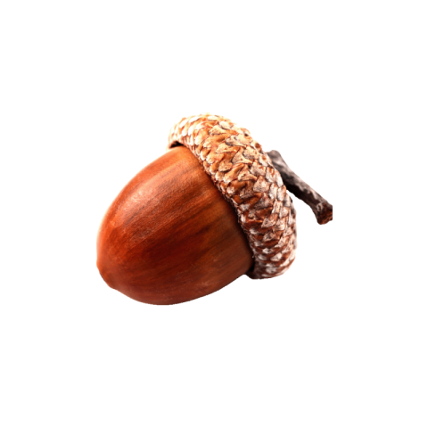 Acorn png free