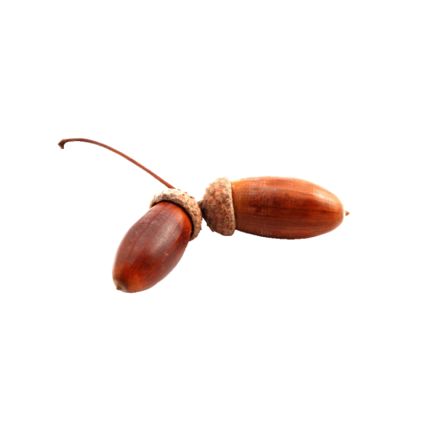 Acorn png transparent free download