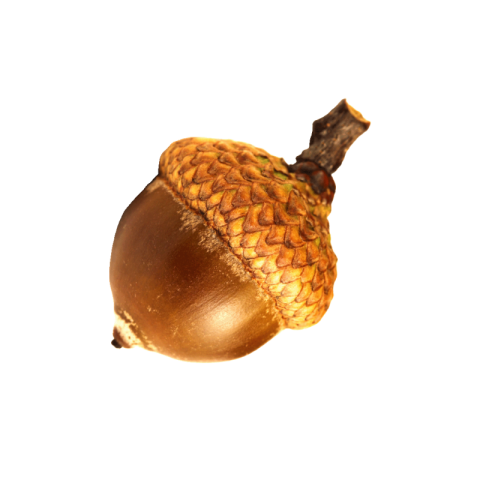 Acorn png transparent download