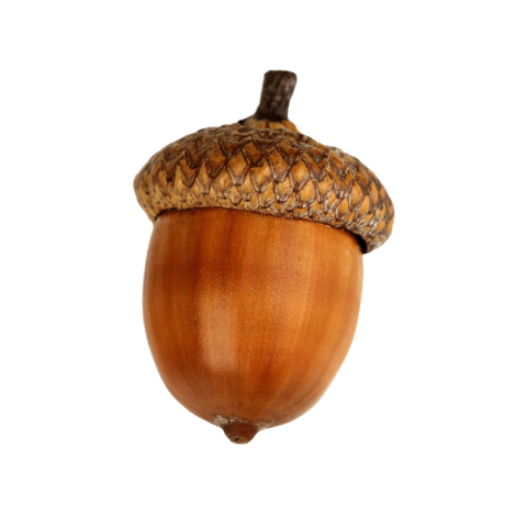 Autumn oak acorn png