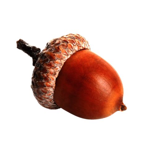 Autumn oak acorn png transparent