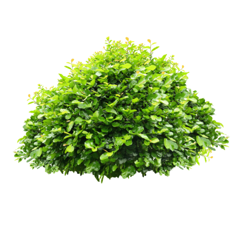 Transparent bush png