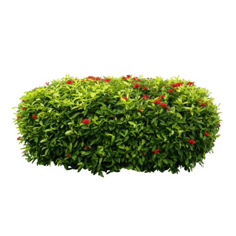 Bushes png transparent