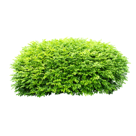 Bushes png background