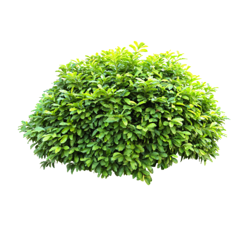 Bush png transparent