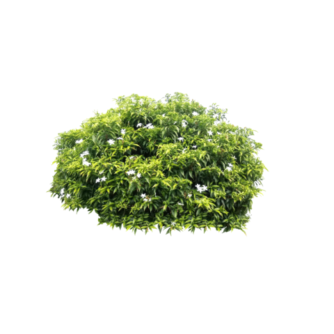 Bush PNG free download