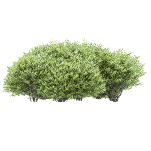 Bush png free download