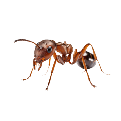 Ant png