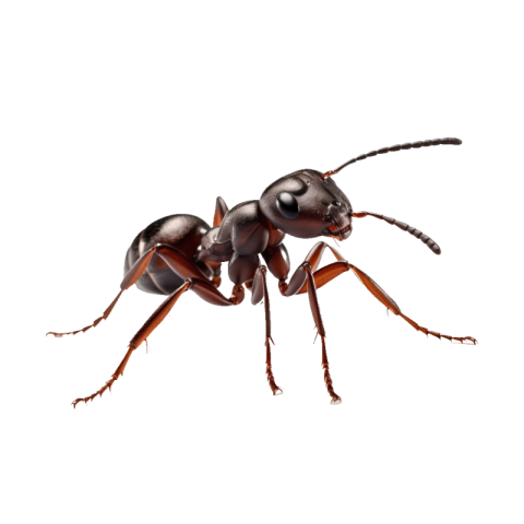 Ant png transparent