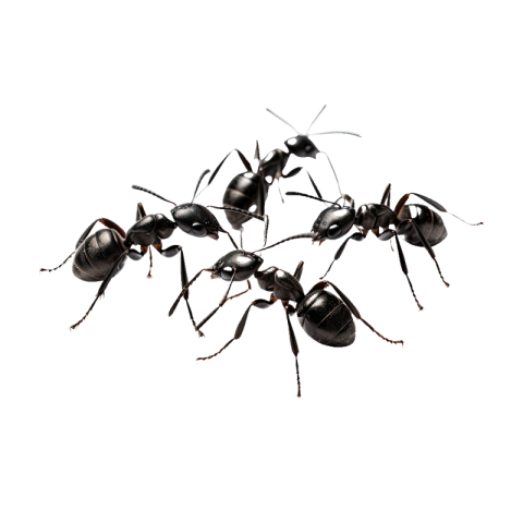 Ant png images free download