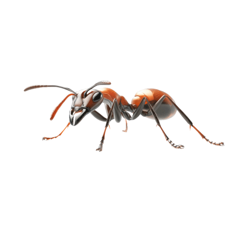 Ant png hd