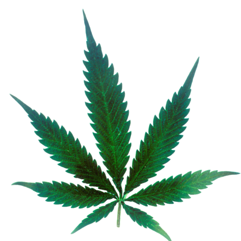 Cannabis png