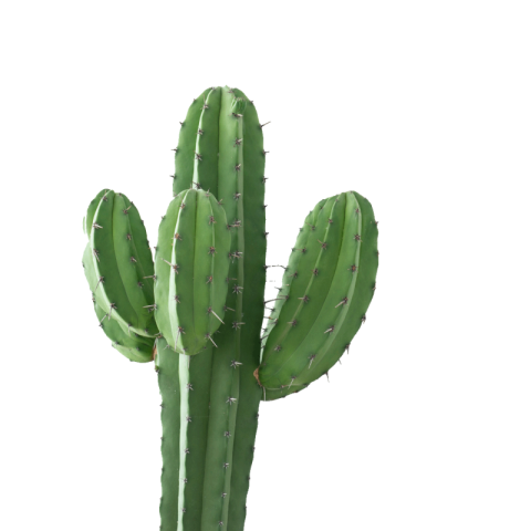 Cactus png