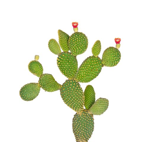 Cactus png images