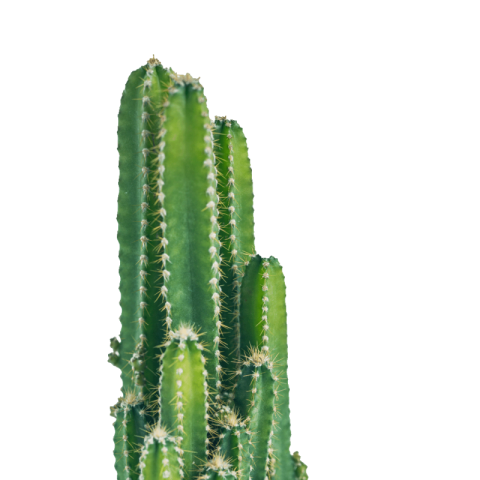 Cactus PNG transparent