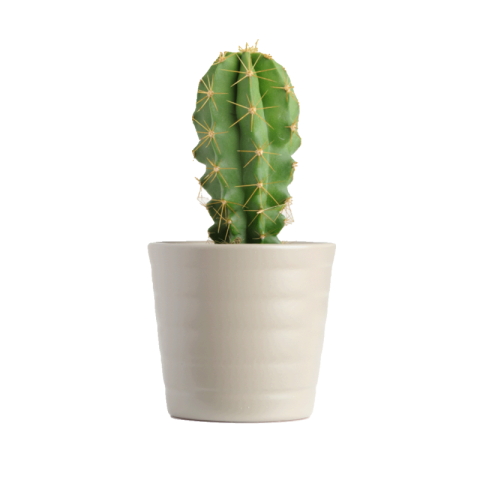 Cactus png background