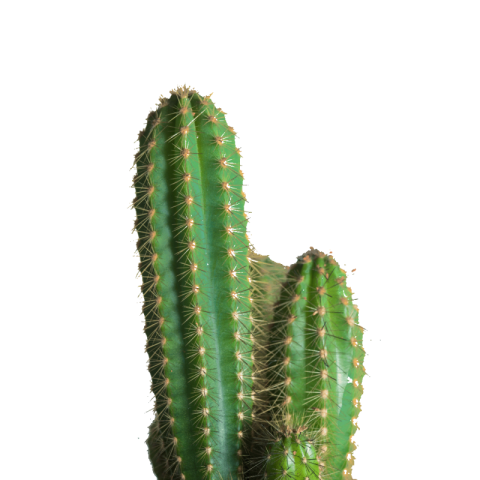 Real cactus png