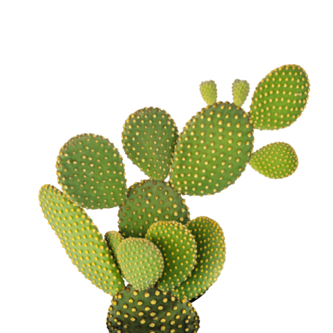 Cactus png transparent free