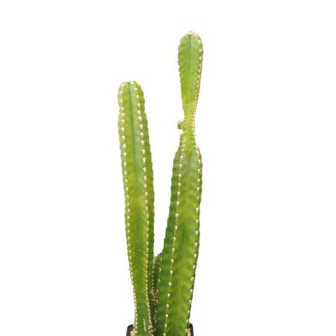 Cactus png transparent free download