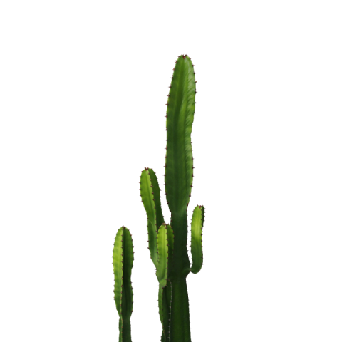 Cactus png free