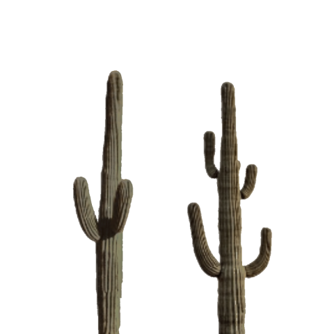 Cactus png transparent free download