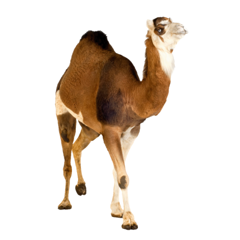 Camel png