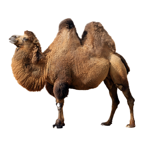 Camel png free