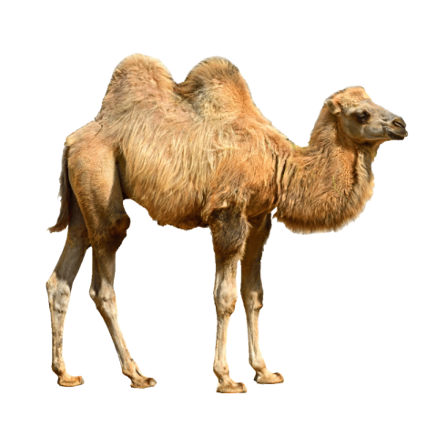 Camel PNG transparent