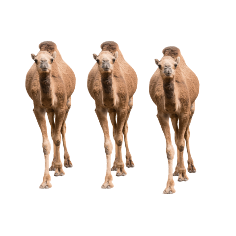 Rajasthani Camel png