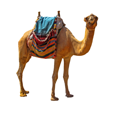 Camel png images