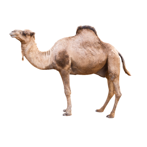 Camel PNG transparent