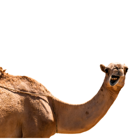 Download Camel transparent PNG