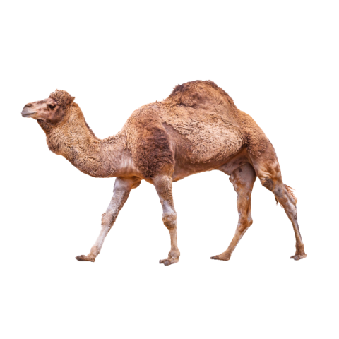 Transparent camel png